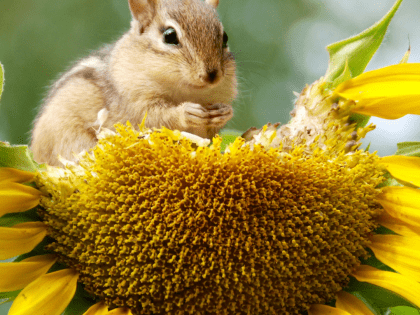 Formation albacombee biodiv
