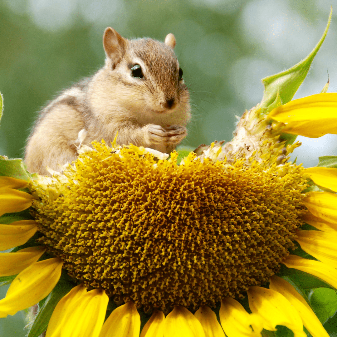 Fondamentaux, mesure et plan de transition biodiversité