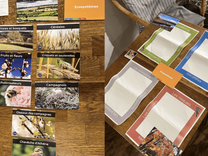 domino de la biodiversité